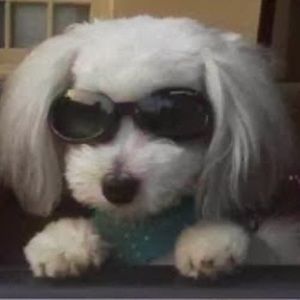 Meet your Posher, Jill